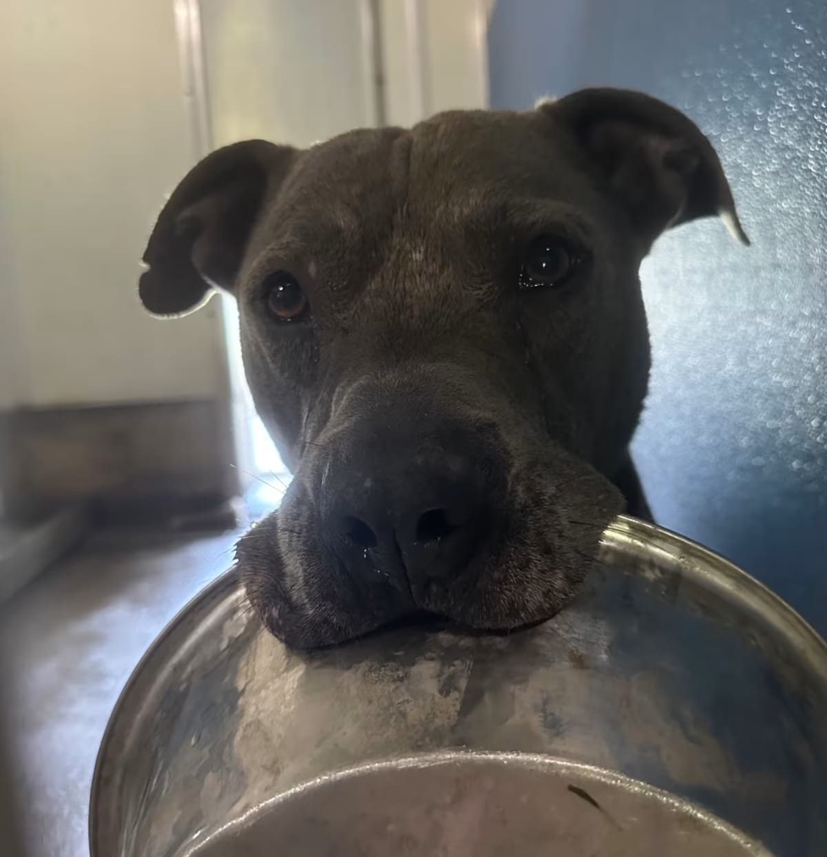 Photo of Grayson, adoptable Terrier (Unknown Type, Medium)/Mixed Breed (Medium) in Rock Falls, Illinois