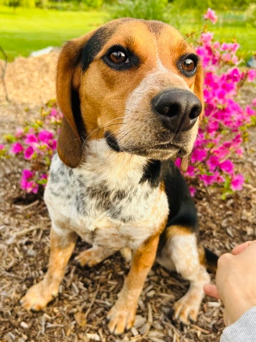 Photo of Woody, adoptable Beagle in Elizabethtown, Pennsylvania