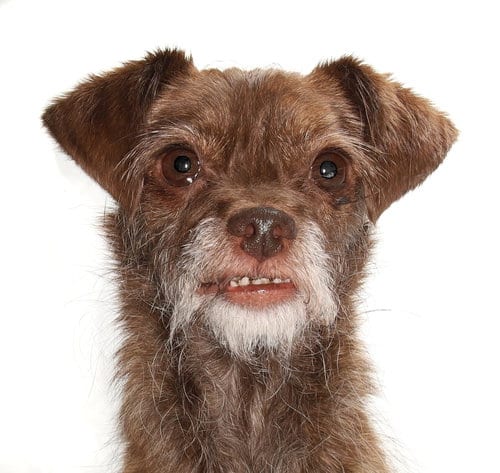Photo of Chibi, adoptable Yorkshire Terrier Yorkie in Oakland Park, Florida