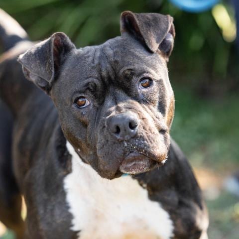 Photo of Leia, adoptable Pit Bull Terrier in Camarillo, California