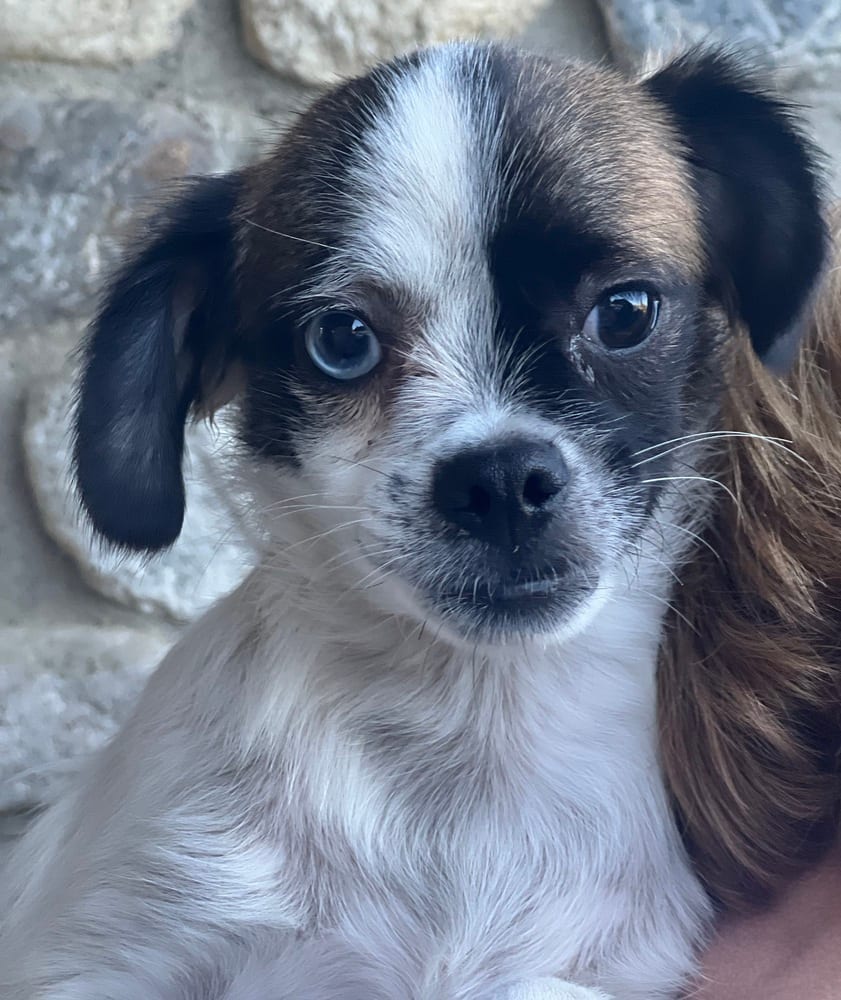 Photo of Buster, adoptable Terriers (Small) in Dana Point, California