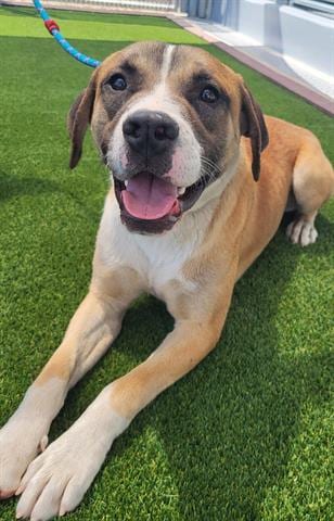 Photo of Scooter, adoptable Mastiff in Lathrop, California