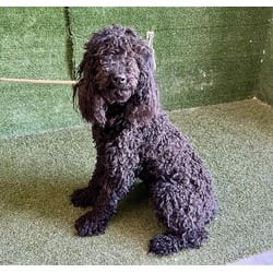 Photo of Luna, adoptable Labrador Retriever Poodle (Standard) in Lancaster, California