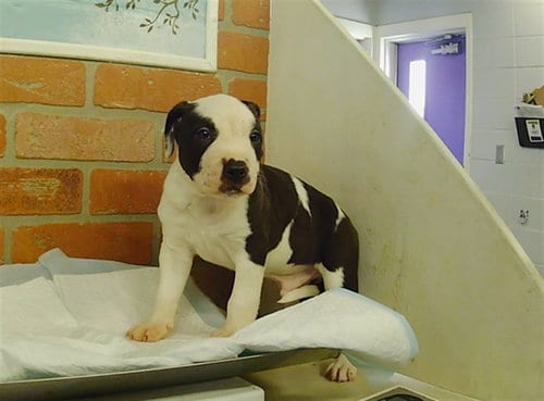 Photo of Zonic, adoptable Staffordshire Bull Terrier in Houston, Texas