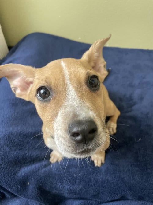 Photo of Josie, adoptable Australian Cattle Dog/Blue Heeler in Rockwall, Texas