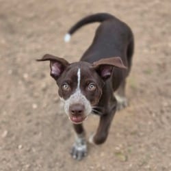 Photo of Jyll KS, adoptable Australian Cattle Dog Mixed Breed (Medium) in Hartford, Connecticut