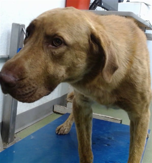 Photo of Senior Shepherd mix, adoptable Shepherd mix in Devore, California