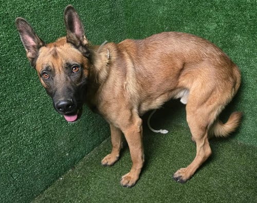Photo of Beowulf, adoptable German Shepherd Dog in Lancaster, California