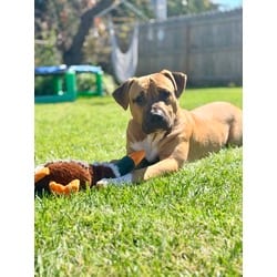 Photo of Tobias, adoptable Mastiff in Syracuse, New York