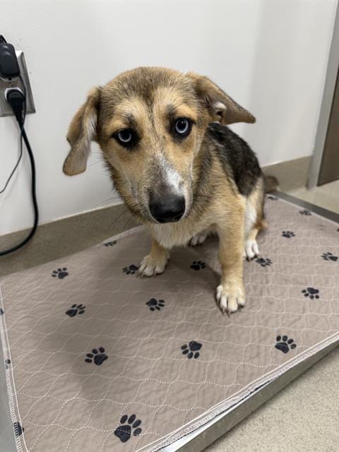 Photo of Lettie, adoptable Black Mouth Cur in Baytown, Texas
