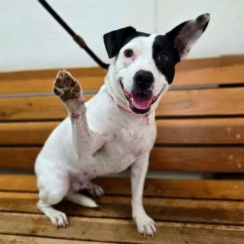 Photo of Calista, adoptable Pit Bull Terrier in Long Beach, California