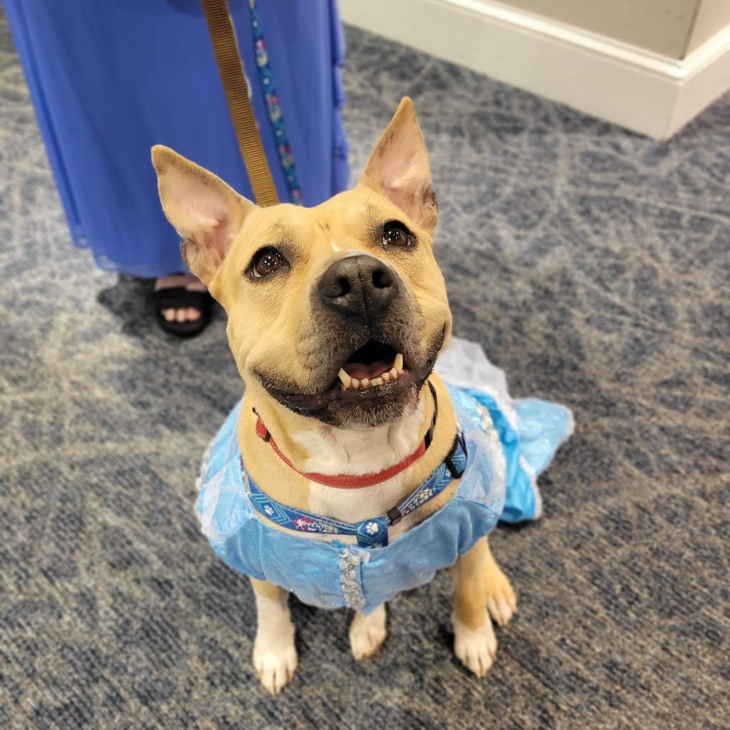 Photo of Rose, adoptable Mixed Breed (Medium) in Fredericksburg, Virginia