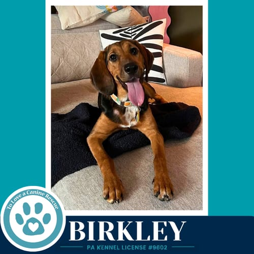 Photo of Birkley 100326, adoptable Hound in Kimberton, Pennsylvania