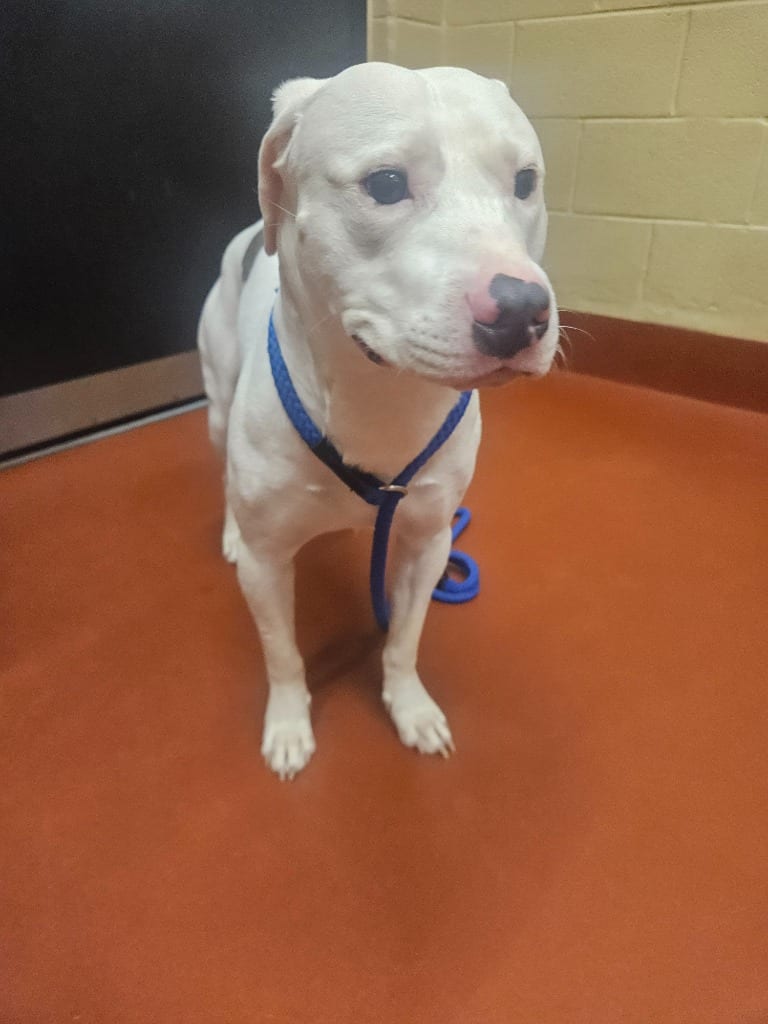 Photo of Tucker, adoptable Mixed Breed in Douglasville, Georgia