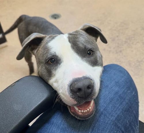 Photo of Jeep, adoptable Pit Bull Terrier in Martinez, California