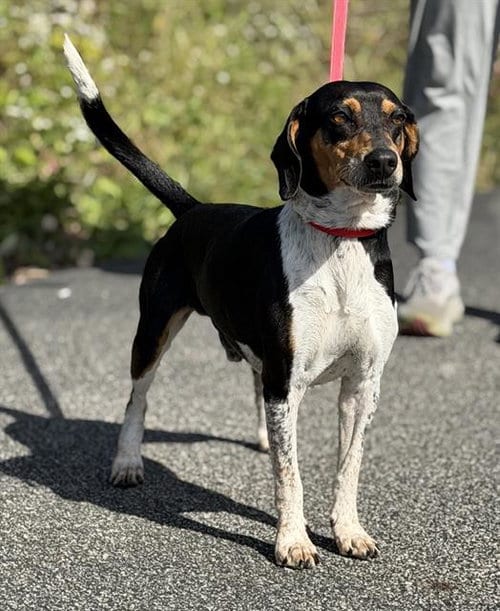 Photo of Caper, adoptable Beagle in Canfield, Ohio