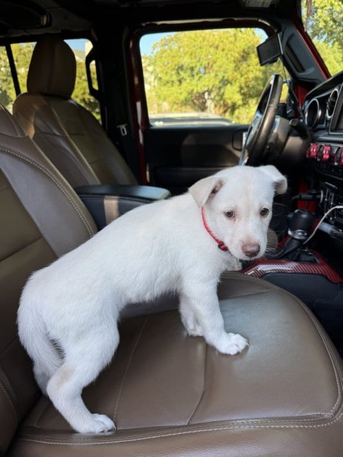 Photo of Dumplin - HaveLock Litter, adoptable Husky in Holly Springs, North Carolina