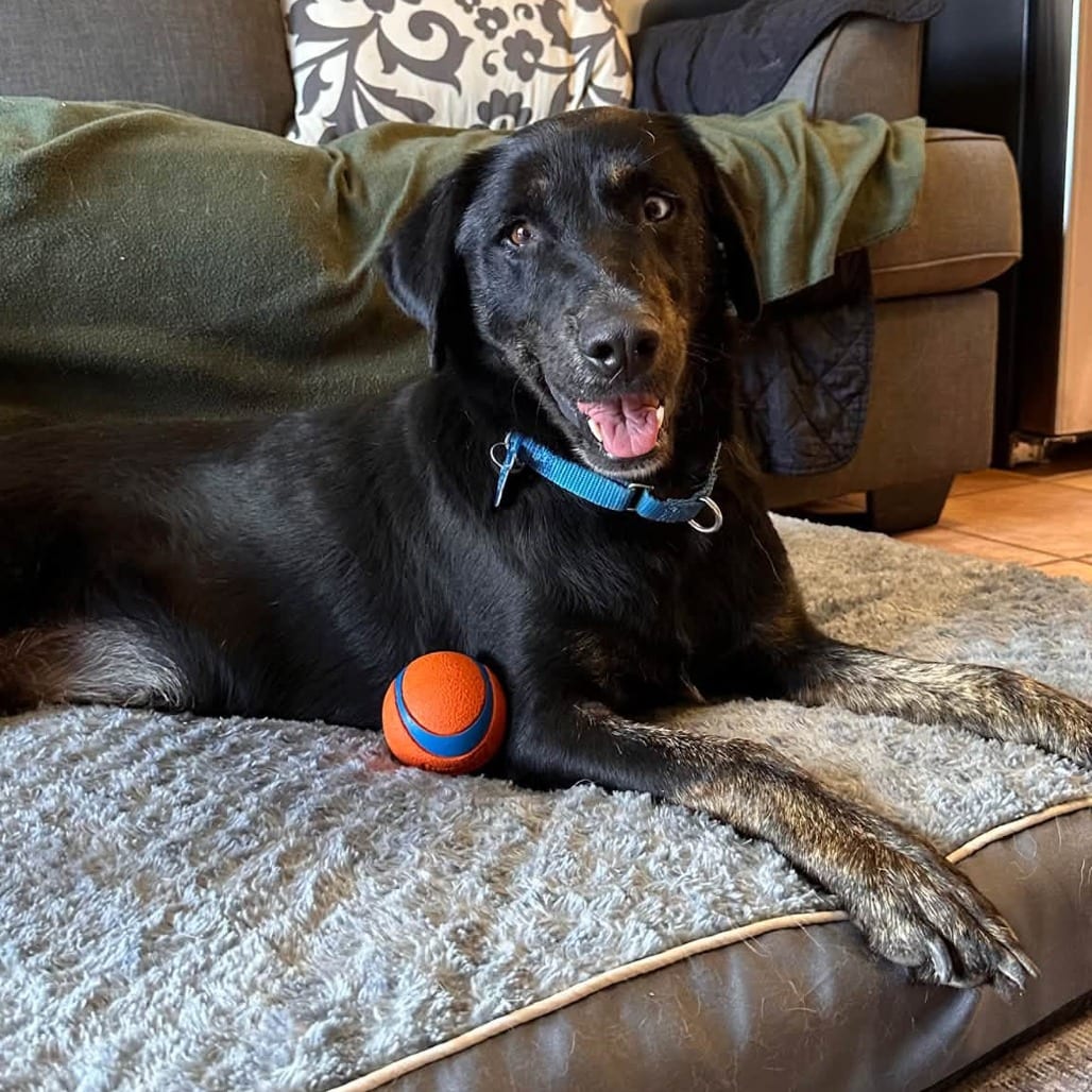 Photo of Quincy, adoptable Catahoula Leopard Dog / Mix in Kanab, Utah
