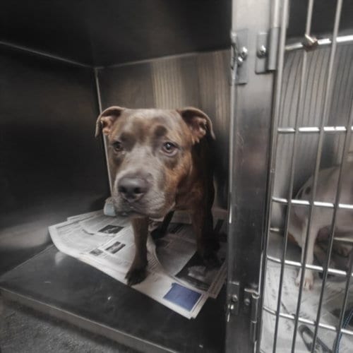 Photo of Tiger, adoptable Pit Bull Terrier in Los Angeles, California