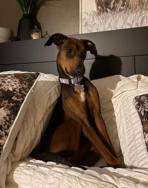 Photo of Monica, adoptable Doberman Pinscher in Andover, Minnesota