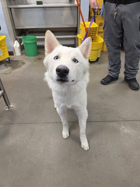 Photo of Topaz, adoptable Siberian Husky in Phoenix, Arizona