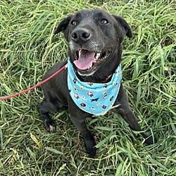 Photo of Elsa, adoptable Labrador Retriever in Bell Gardens, California