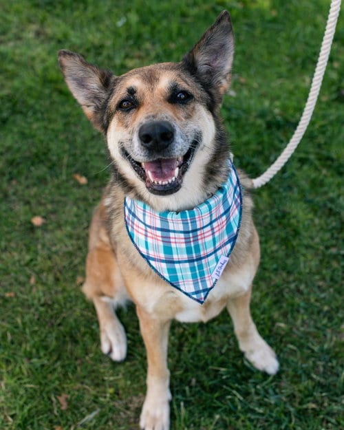 Photo of Maple, adoptable German Shepherd Dog in Dana Point, California