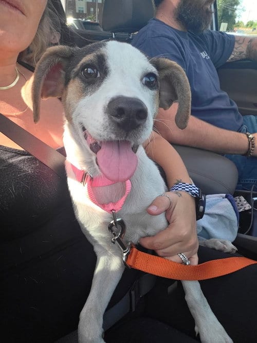 Photo of Trish, adoptable Beagle in Willingboro, New Jersey