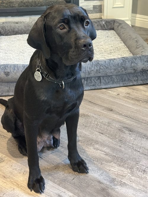 Photo of Charlotte, adoptable Labrador Retriever in San Diego, California