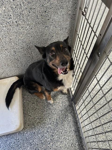 Photo of Thumper, adoptable German Shepherd Dog in Paradise, California