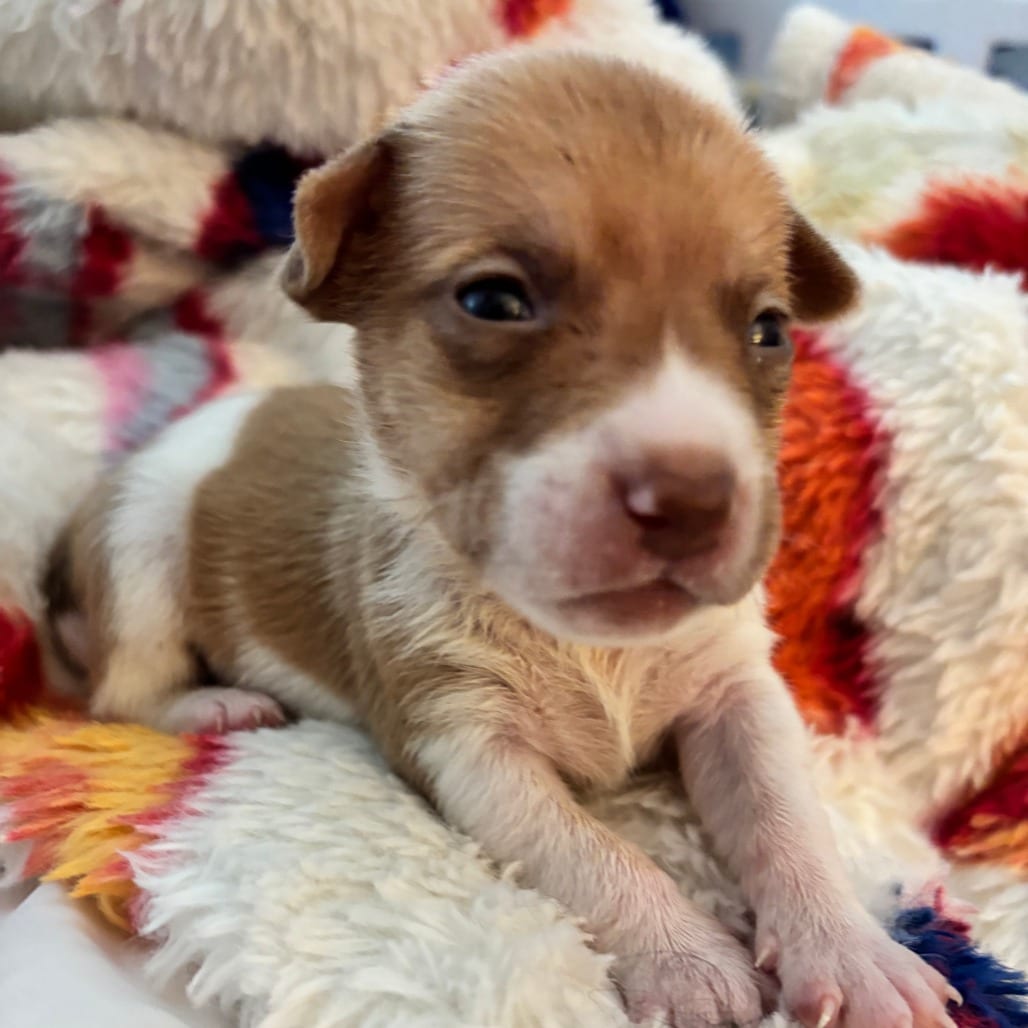 Photo of Burrito, adoptable Terrier / Mixed Breed (Medium) in Raleigh area, North Carolina