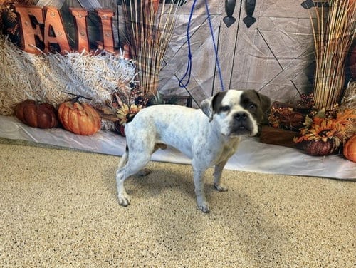 Photo of Chauncey, adoptable American Bulldog in Miami, Florida