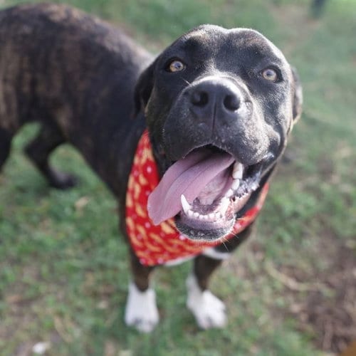 Photo of Misty, adoptable American Staffordshire Terrier in San Antonio, Texas