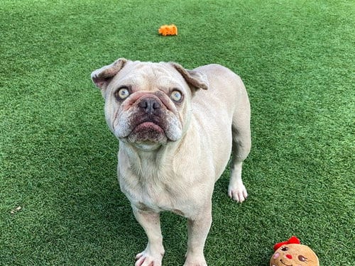 Photo of Boo, adoptable French Bulldog in Orange, California