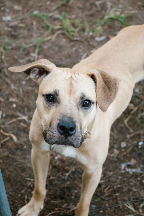 Photo of Summit, adoptable Mountain Cur in Oakhurst, New Jersey