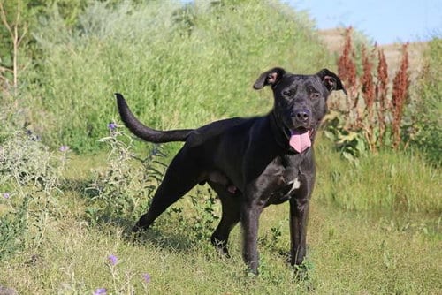 Photo of Ralph, adoptable Labrador Retriever in Albuquerque, New Mexico