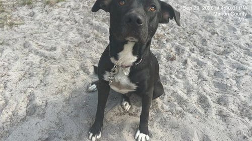 Photo of Timber, adoptable American Pit Bull Terrier in Ocala, Florida