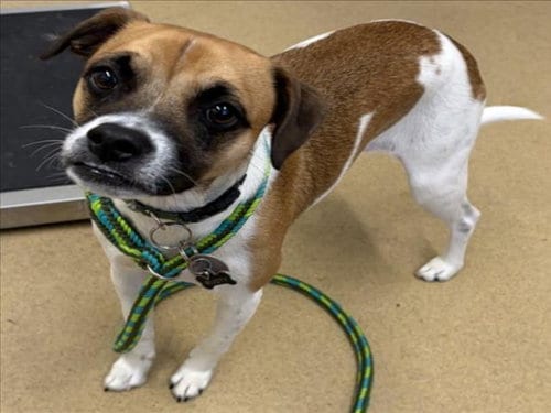 Photo of Rusty, adoptable Jack Russell Terrier (Parson Russell Terrier) in Derwood, Maryland