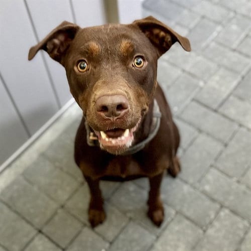 Photo of Brooke, adoptable Doberman Pinscher in Tavares, Florida