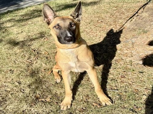 Photo of Tank, adoptable German Shepherd Dog in Houston, Texas