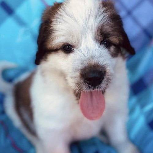 Photo of Monster's Inc Pup - Boo, adoptable Great Pyrenees in San Diego, California