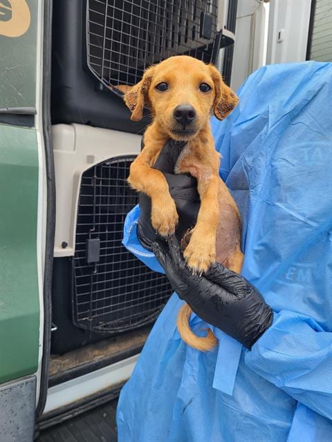 Photo of Murph, adoptable Terrier in San Antonio, Texas