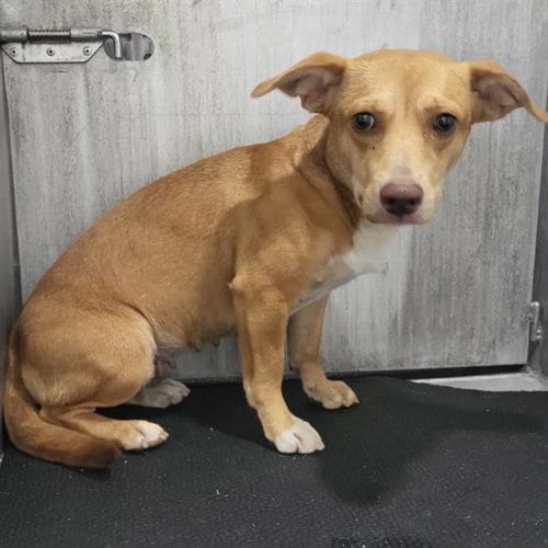 Photo of Duchess, adoptable Dachshund in San Antonio, Texas