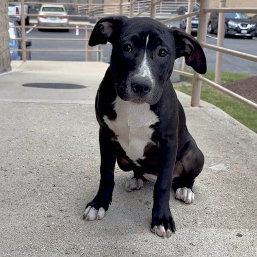 Photo of SBG Robin, adoptable Labrador Retriever in Chantilly, Virginia