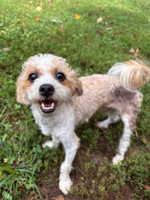 Photo of Cheech Jul 26, adoptable Poodle (Miniature) in Pacolet, South Carolina
