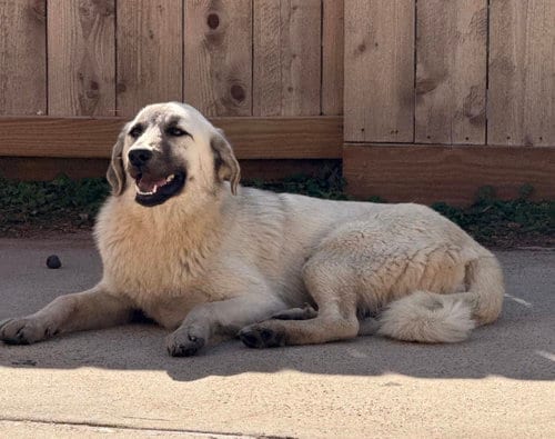 Photo of Zara, adoptable Anatolian Shepherd in Alvin, Texas