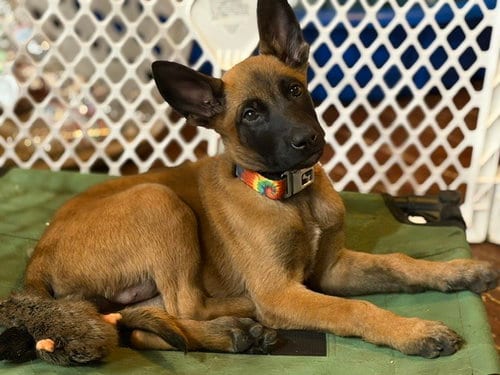 Photo of Rossi located in California, adoptable Belgian Shepherd Malinois in Imlay City, Michigan
