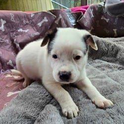 Photo of Spectre, adoptable Husky Labrador Retriever in Frederick, Maryland