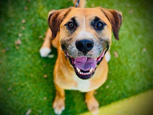Photo of Pancho, adoptable Black Mouth Cur in Orlando, Florida