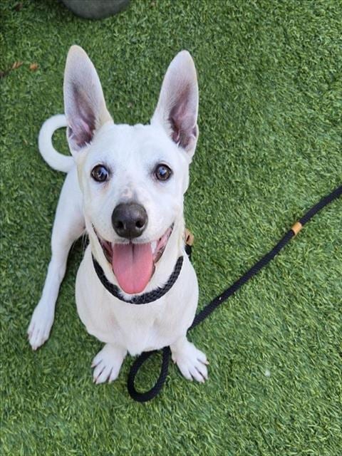 Photo of Lisbet, adoptable Chihuahua in San Jose, California